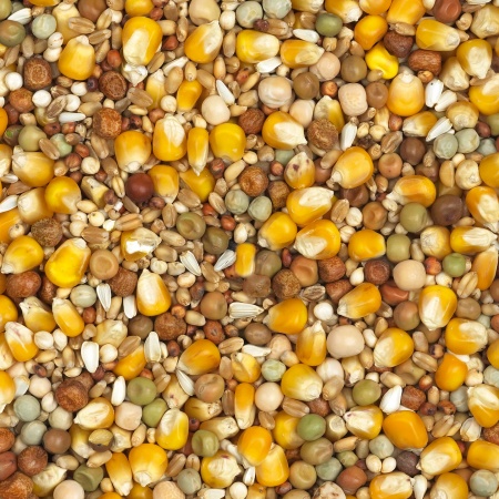 Zuchtmischung mit gelben Cribbs Mais