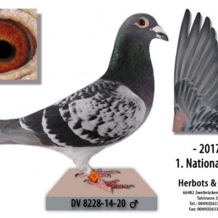 Herbots-Heller 1. National PAU gegen 1.198 Tauben und 8. International PAU gegen 11.654 Tauben