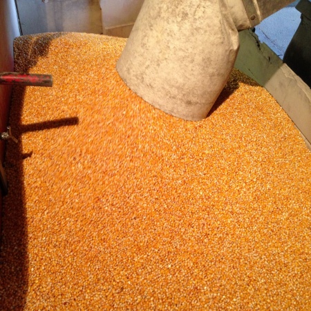 La récolte 2013 de maïs cribbs est déjà disponible !