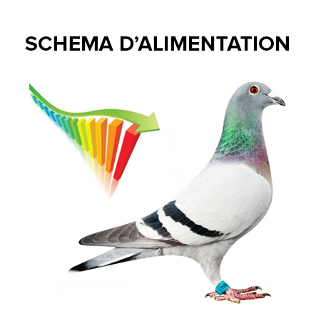 Schema d’alimentation
