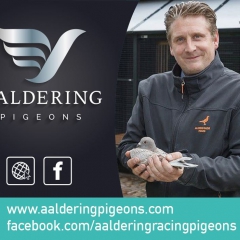 Aaldering Pigeons